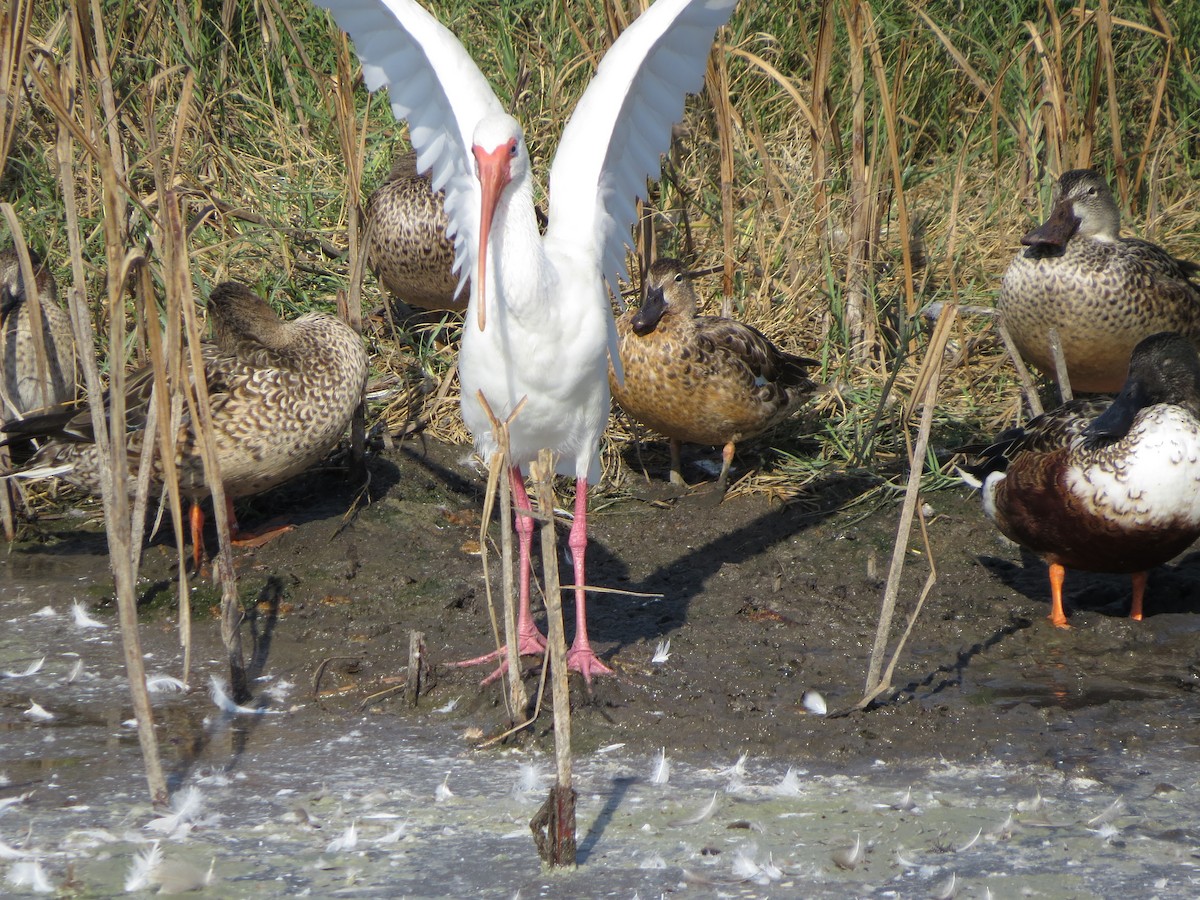 White Ibis - ML646322257