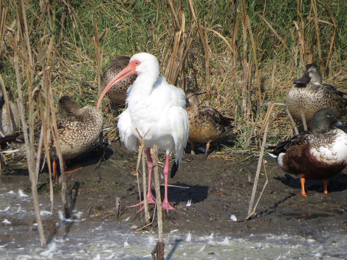 White Ibis - ML646322258