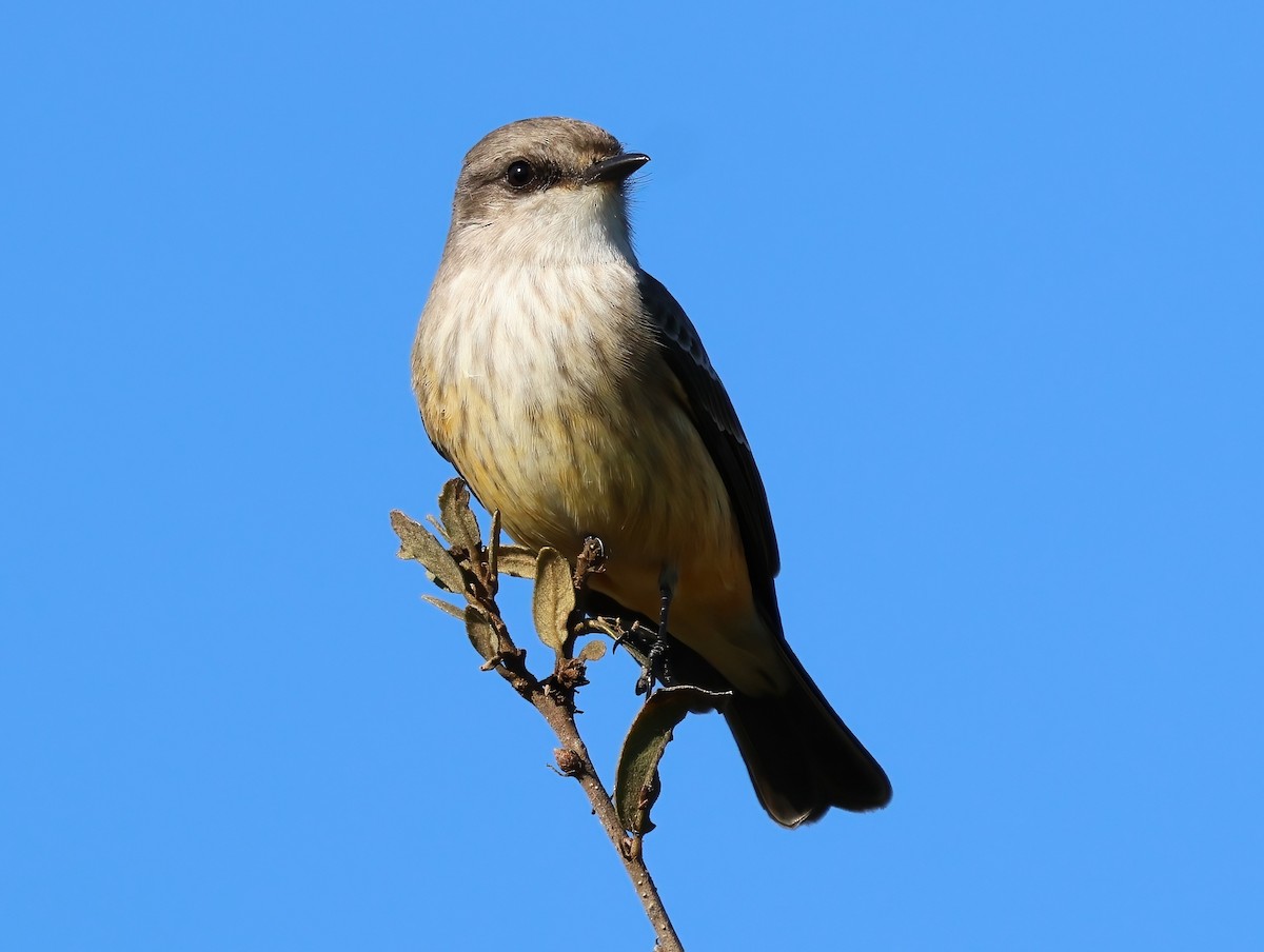 Vermilion Flycatcher - ML646322259