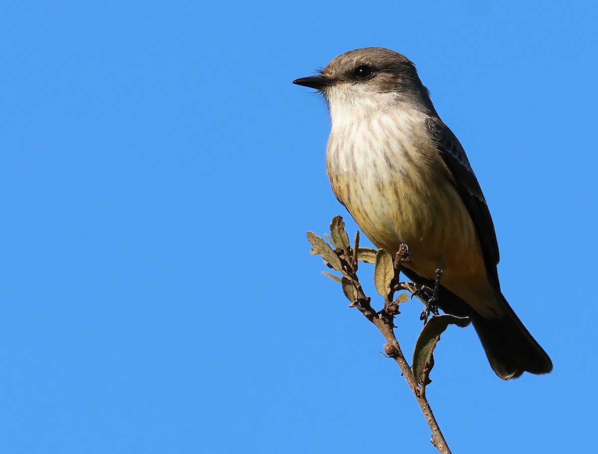 Vermilion Flycatcher - ML646322260