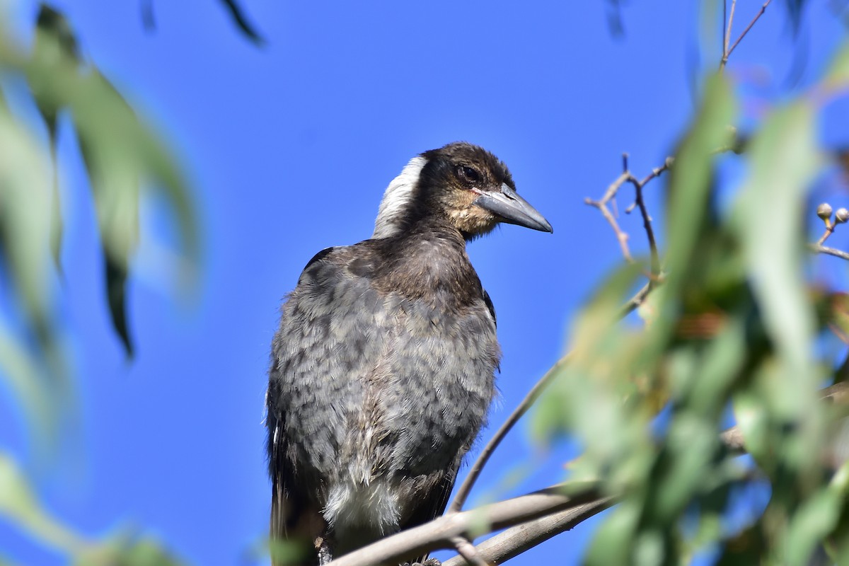 Australian Magpie (Black-backed) - ML646322261