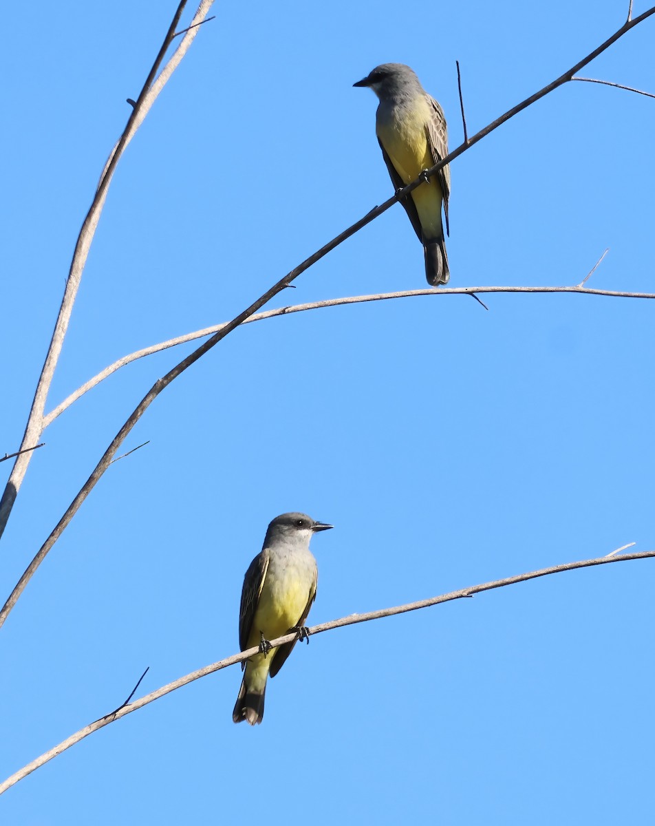 Cassin's Kingbird - ML646322263