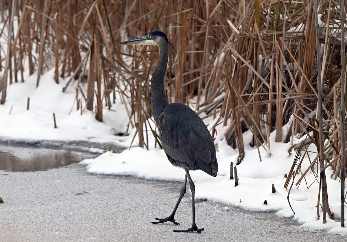 Great Blue Heron - ML646322265
