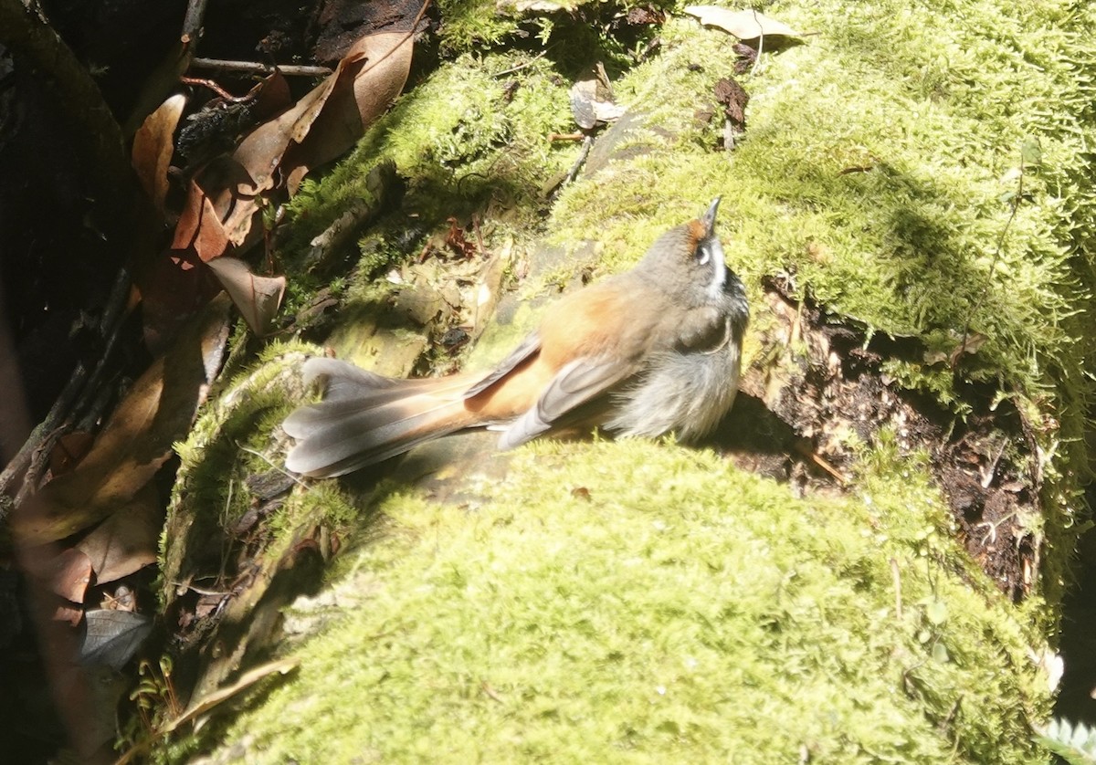 Australian Rufous Fantail - ML646322271