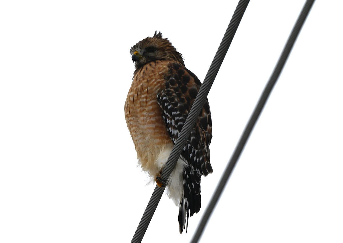 Red-shouldered Hawk - ML646322276