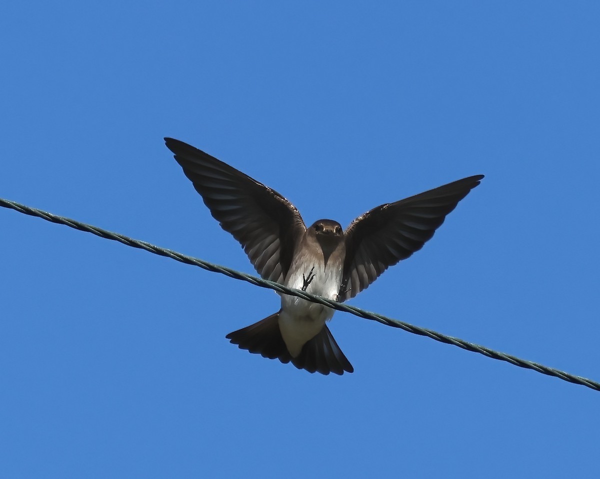 nordtaggsvale - ML646322279