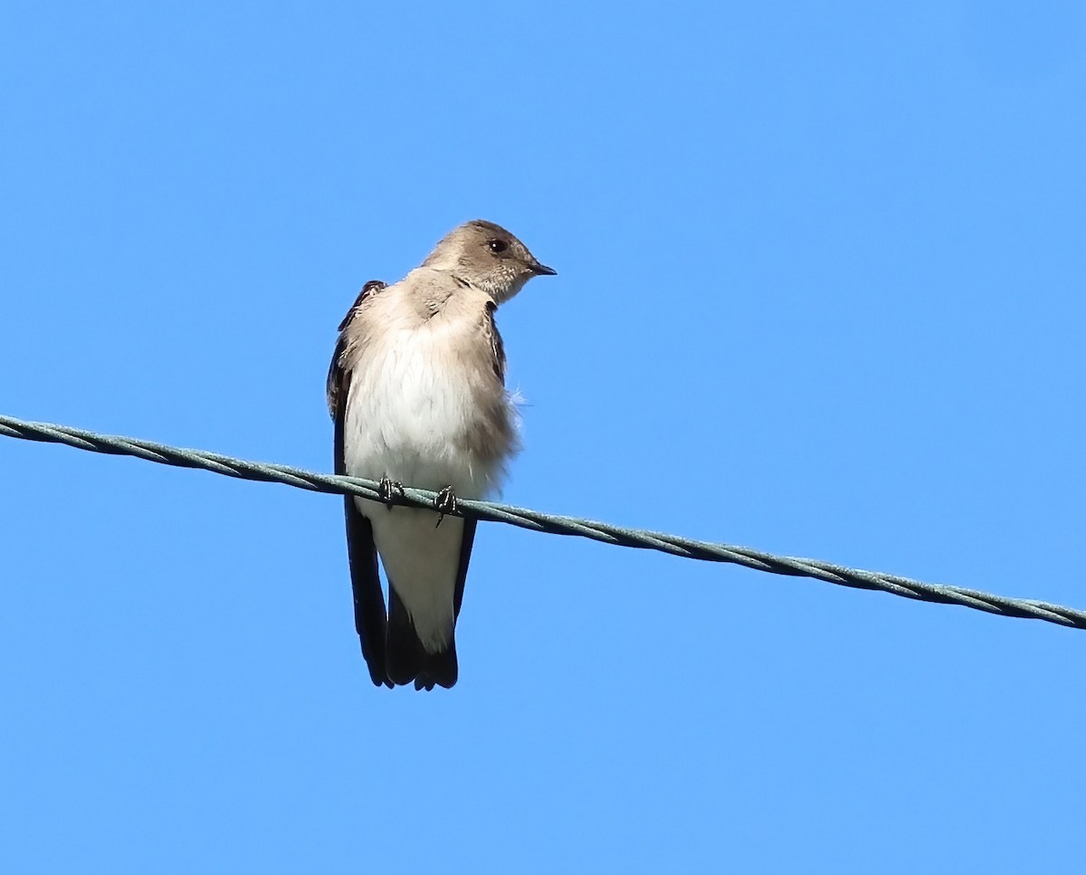 nordtaggsvale - ML646322280