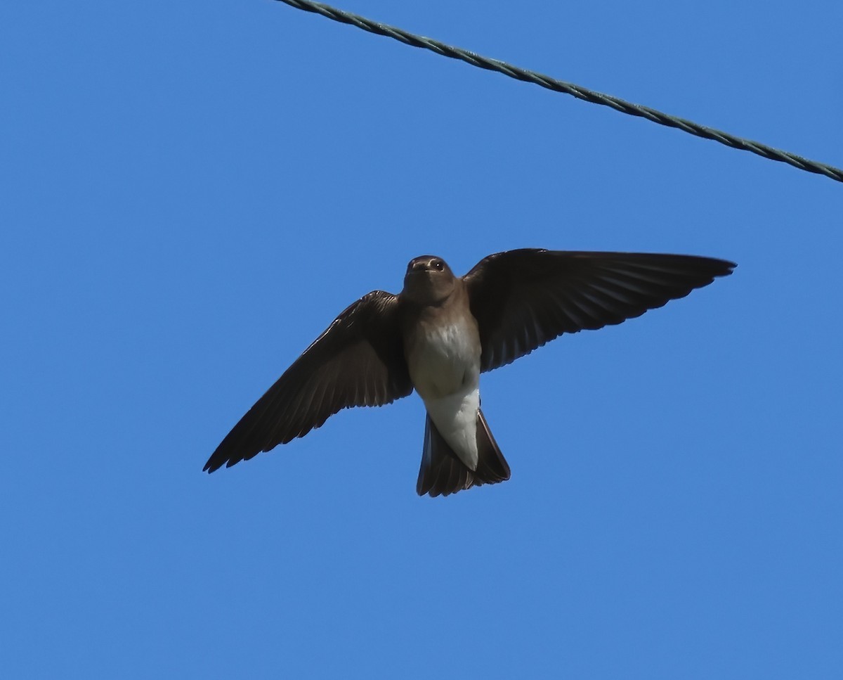 nordtaggsvale - ML646322281