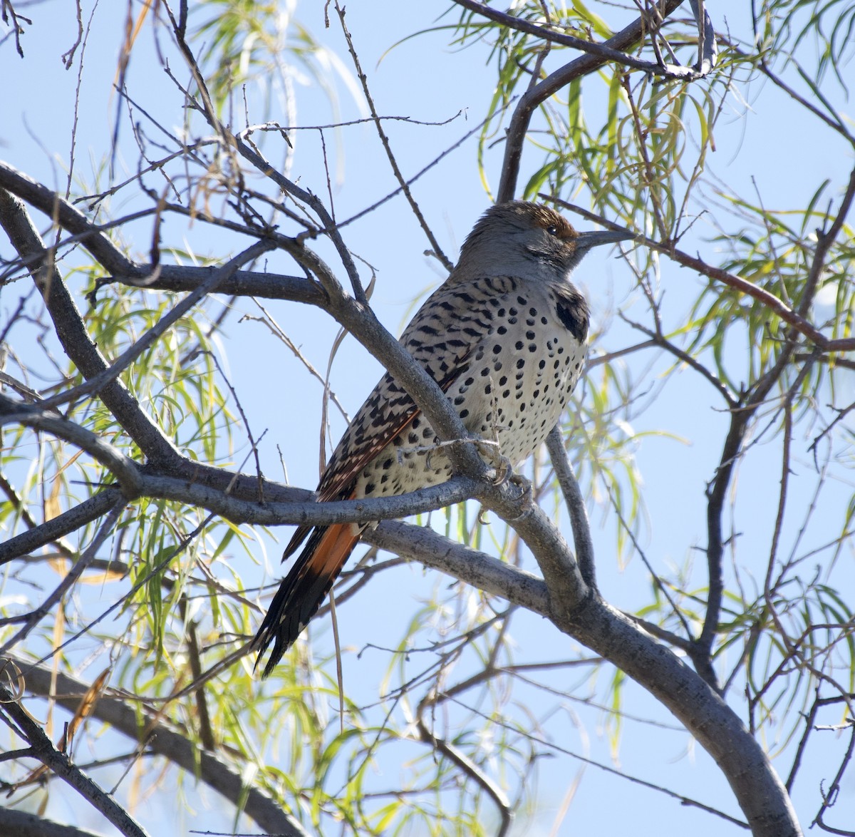 Northern Flicker (Red-shafted) - ML646322290