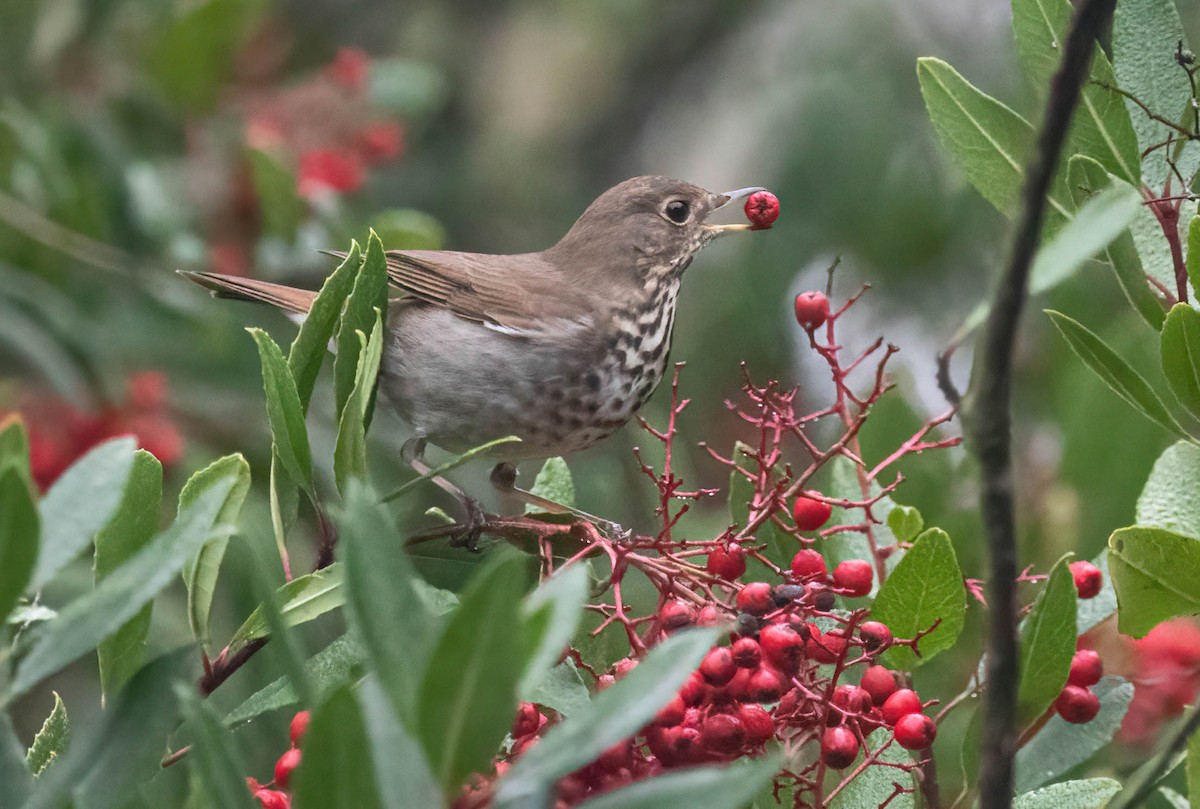 Hermit Thrush - ML646322293