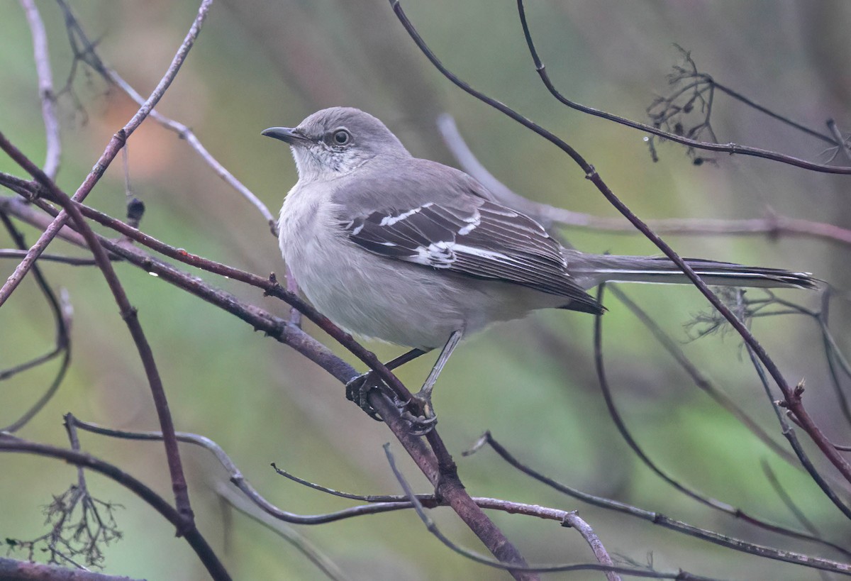Northern Mockingbird - ML646322297