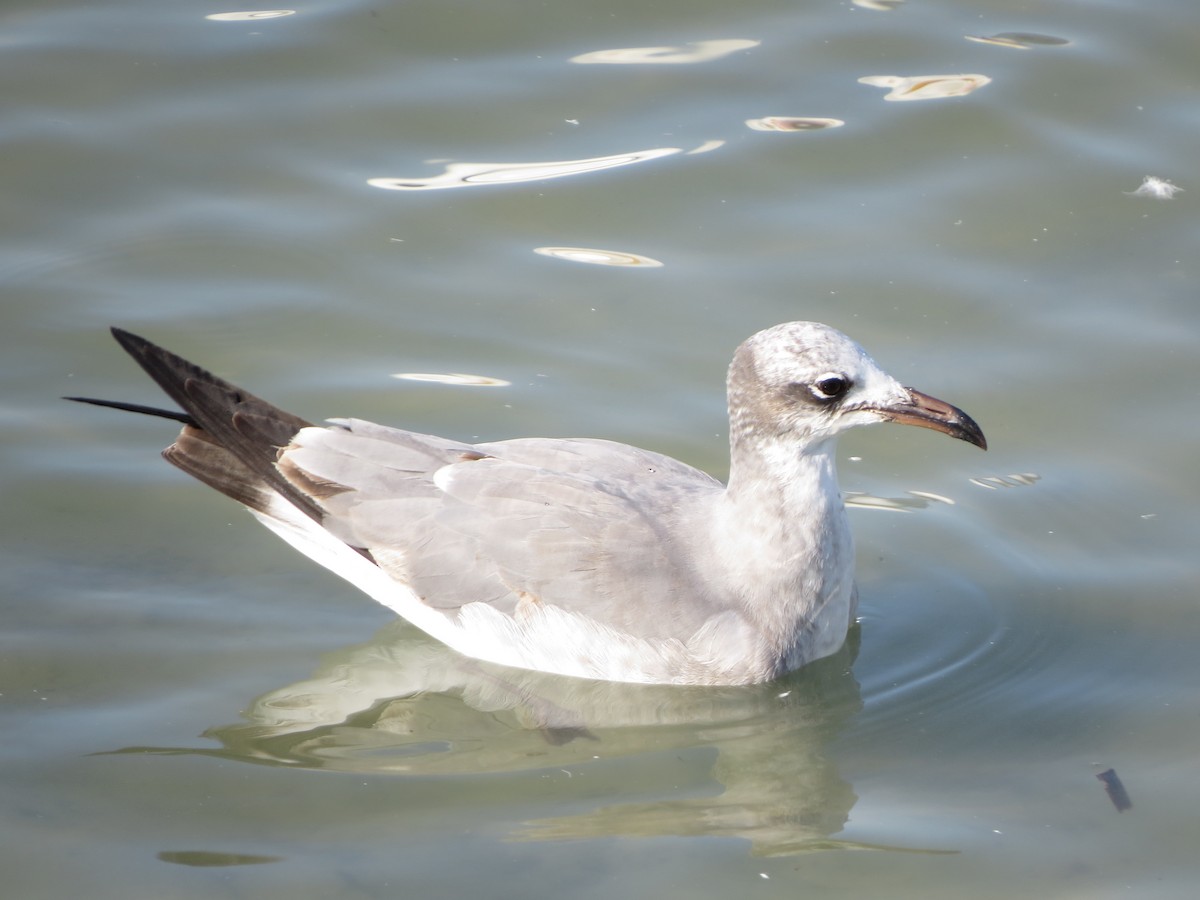 Laughing Gull - ML646322300