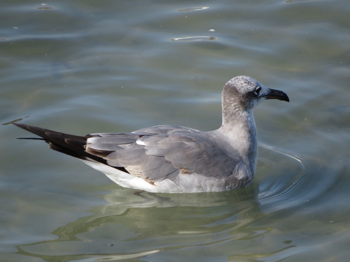 Laughing Gull - ML646322301