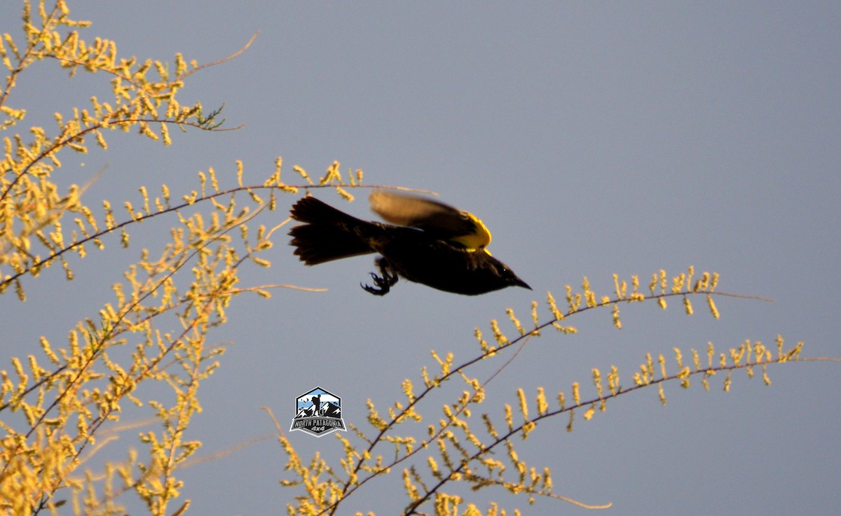 Yellow-winged Blackbird - ML646322324