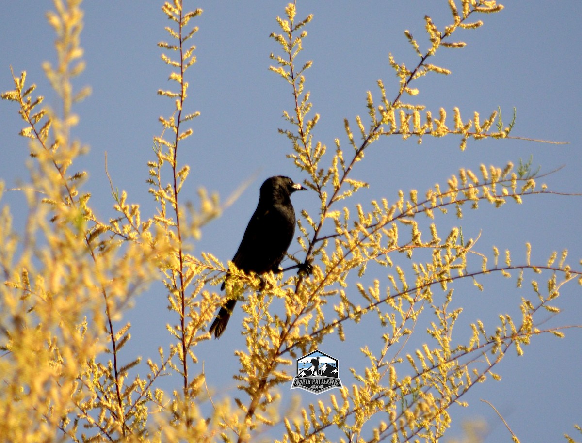 Yellow-winged Blackbird - ML646322325