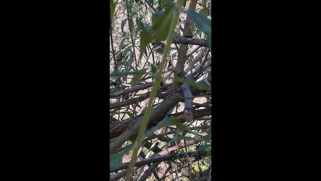 Townsend's Warbler - ML646322346