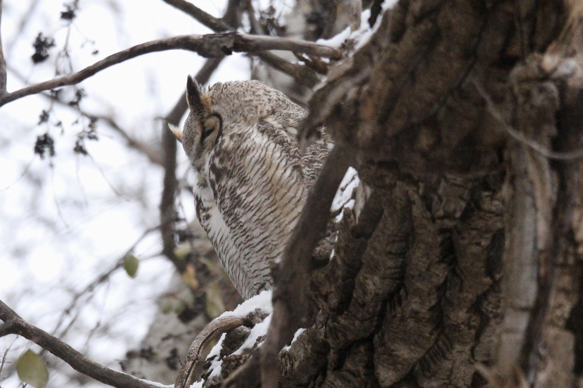 Great Horned Owl - ML646322348