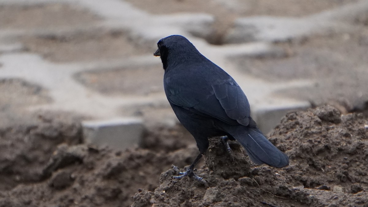 Scrub Blackbird - ML646322349