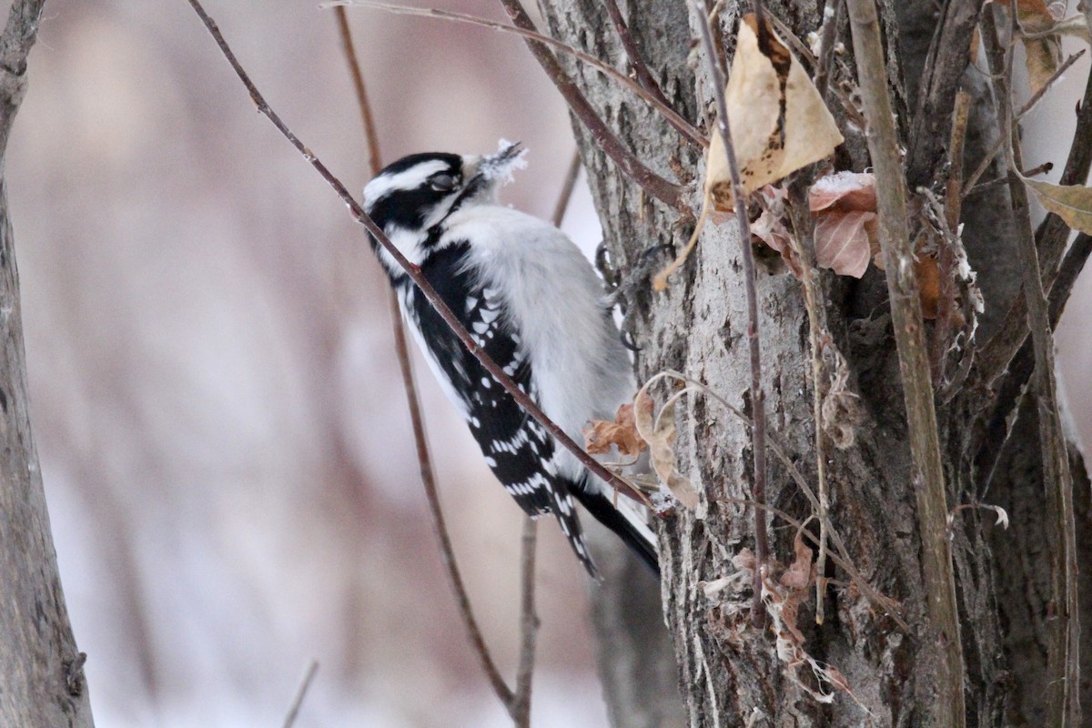 Downy Woodpecker (Eastern) - ML646322350