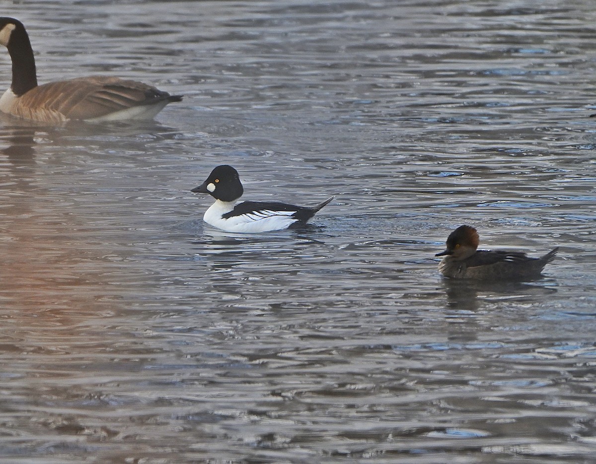 Common Goldeneye - ML646322351