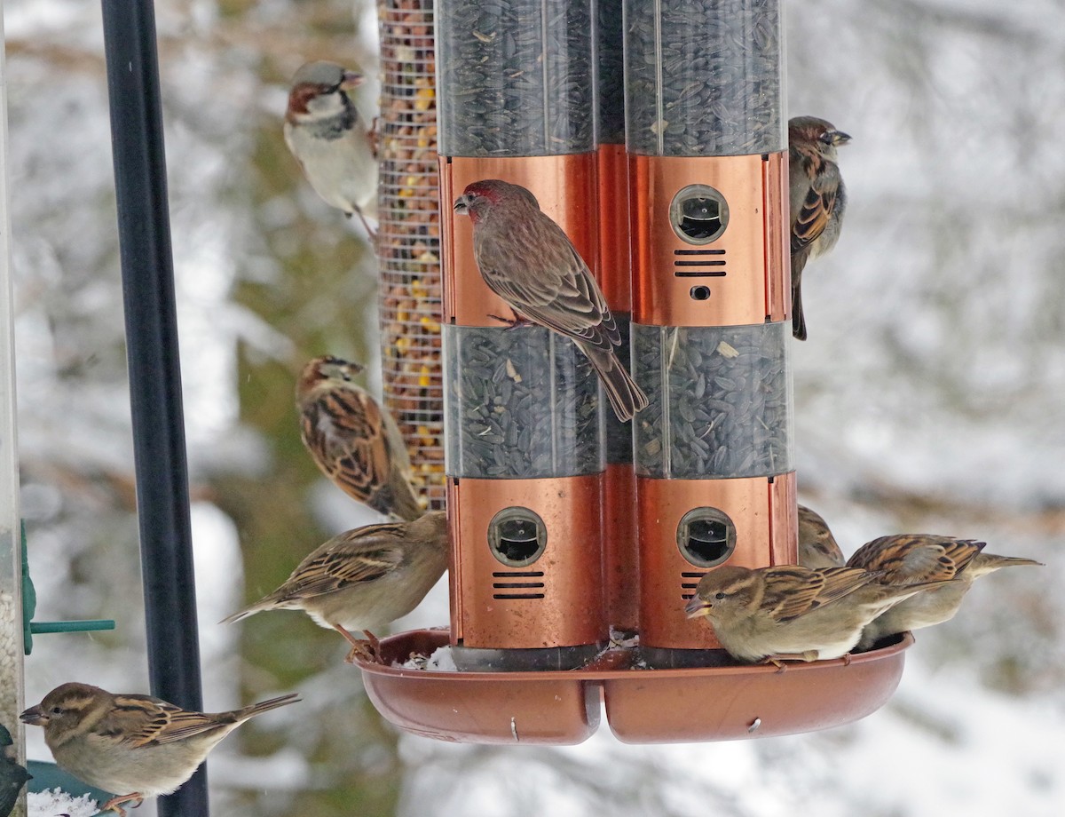 House Sparrow - ML646322352
