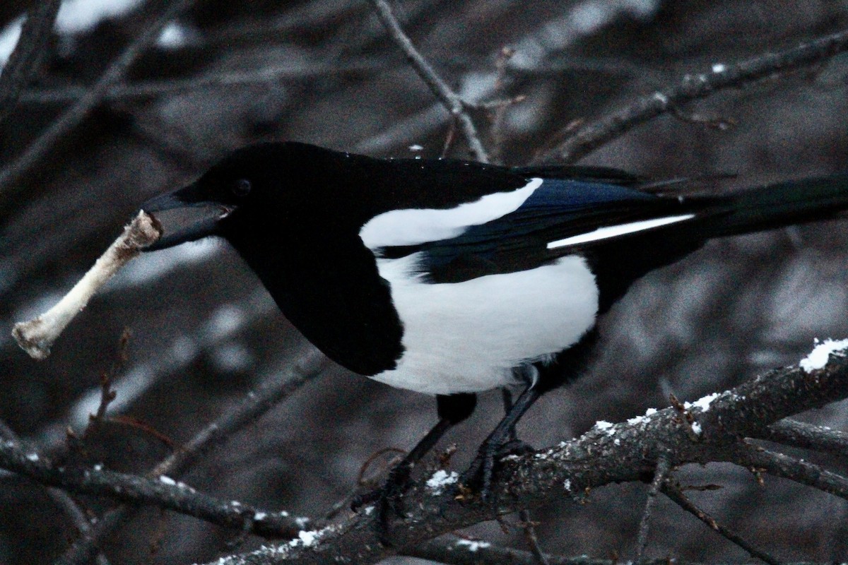 Black-billed Magpie - ML646322353