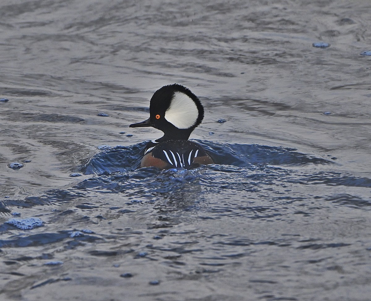 Hooded Merganser - ML646322354