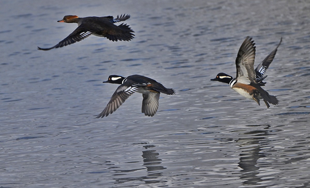 Hooded Merganser - ML646322355