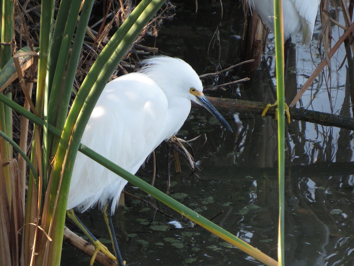 Snowy Egret - ML646322356