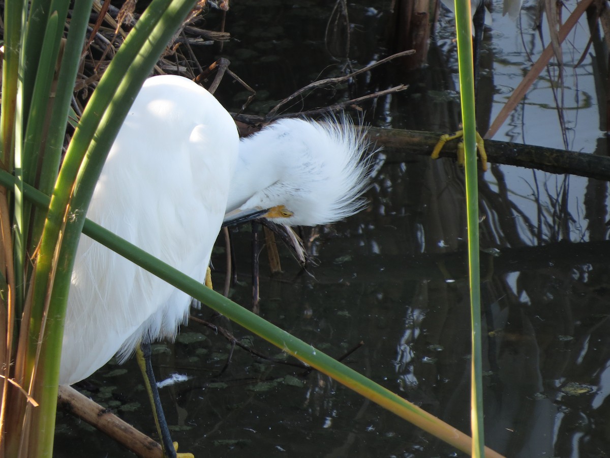 Snowy Egret - ML646322357