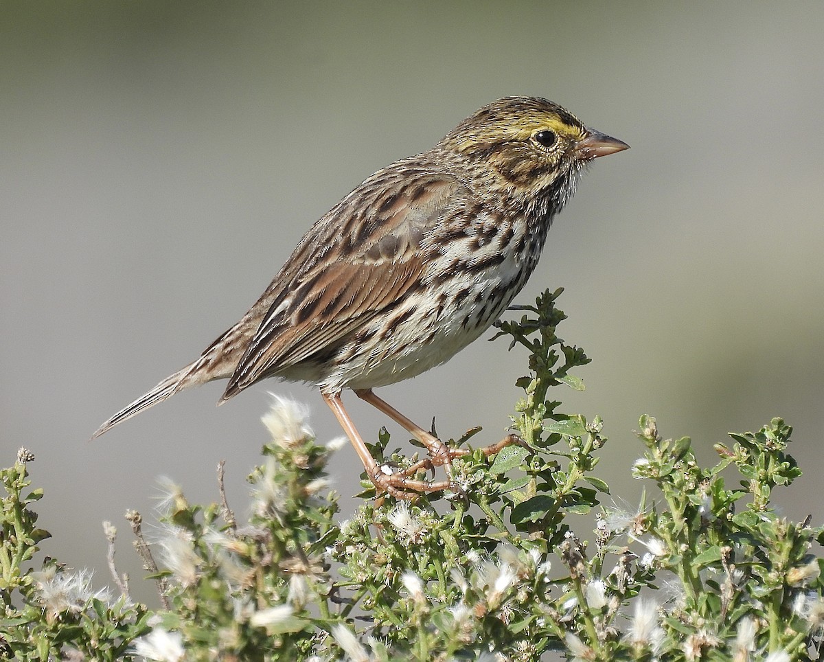 Savannah Sparrow - ML646322358