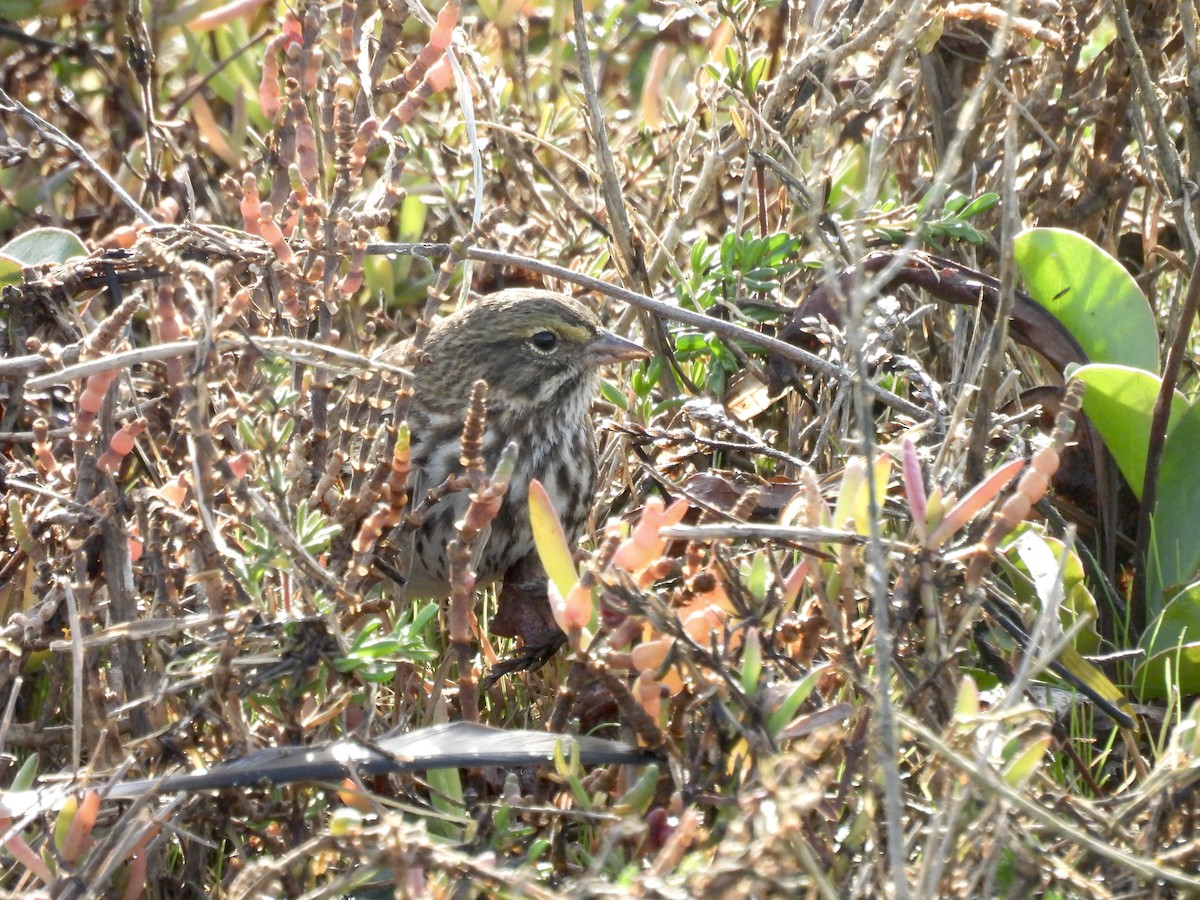 Savannah Sparrow - ML646322359