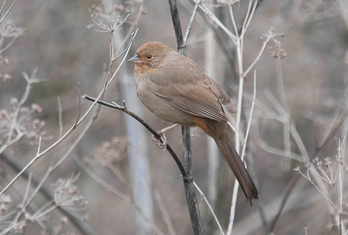 California Towhee - ML646322360