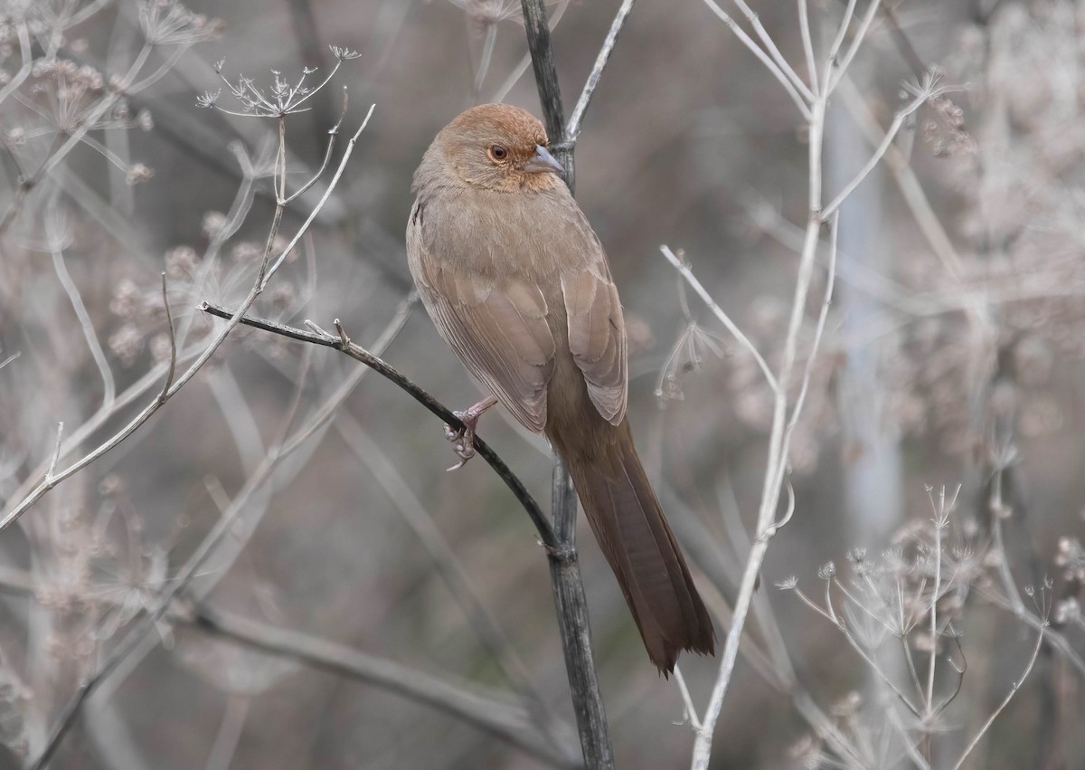 California Towhee - ML646322361