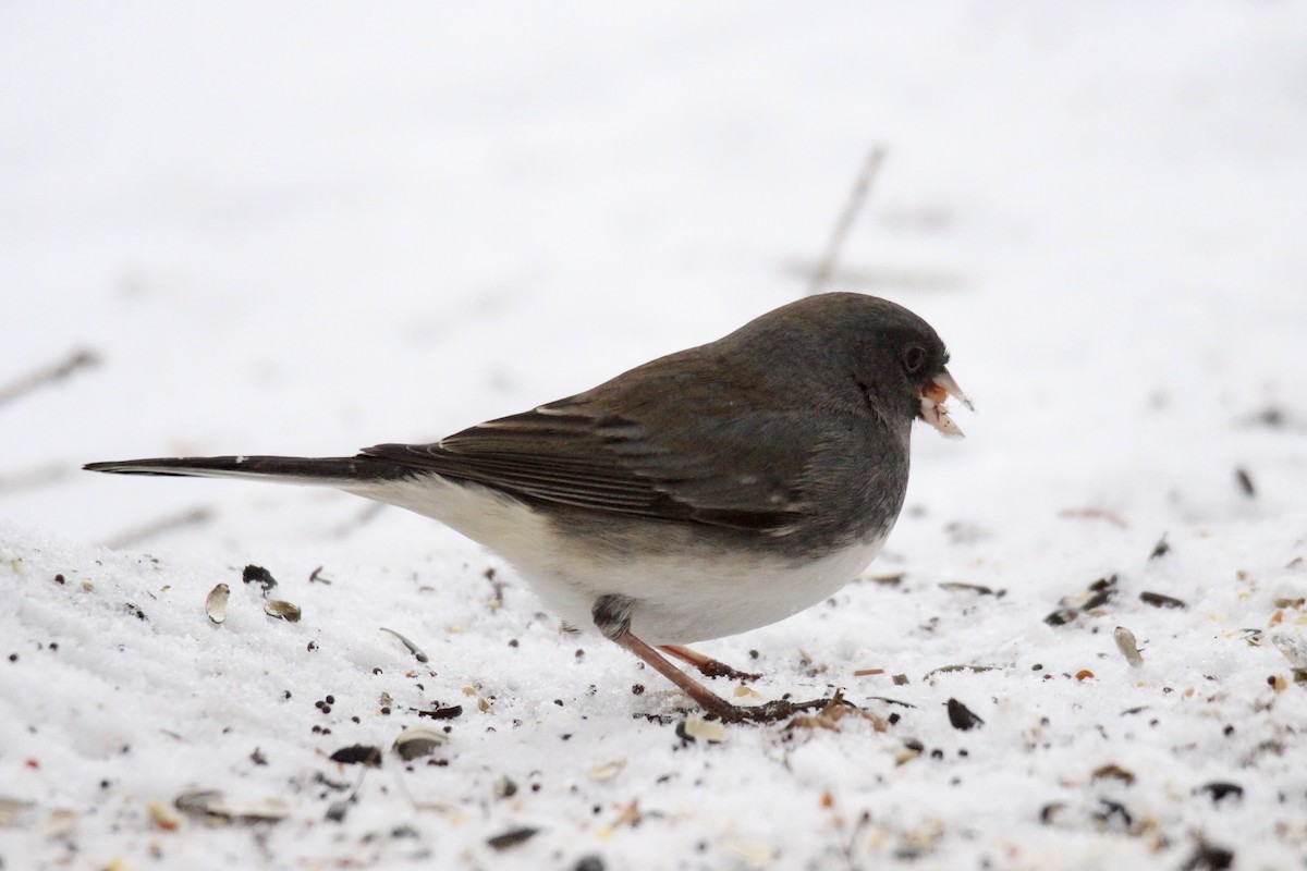 Dark-eyed Junco (Slate-colored) - ML646322364