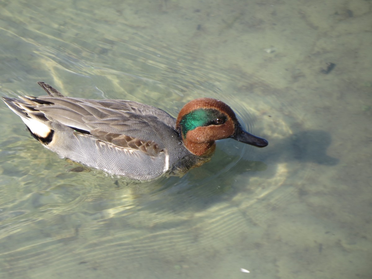 Green-winged Teal - ML646322365