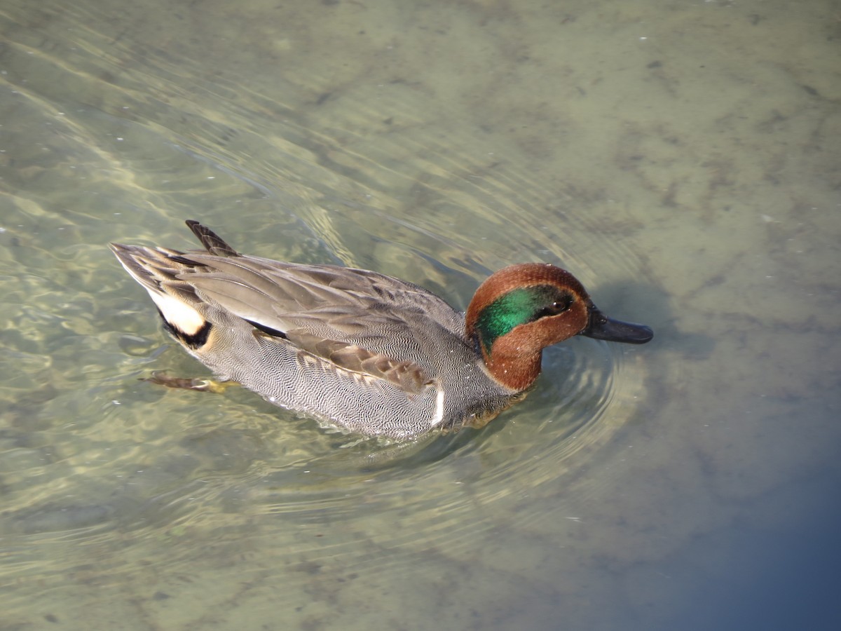 Green-winged Teal - ML646322366