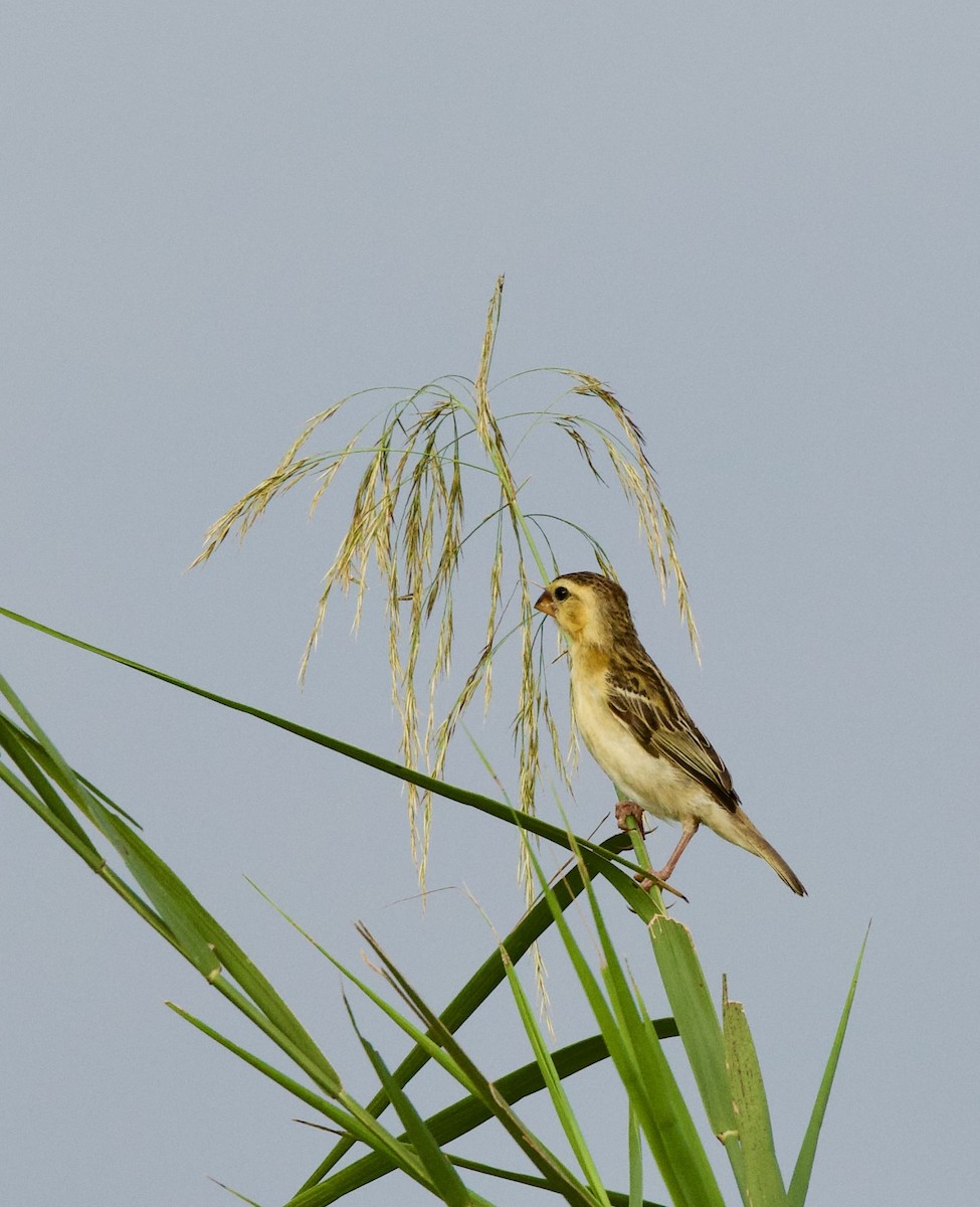 Asian Golden Weaver - ML646322367