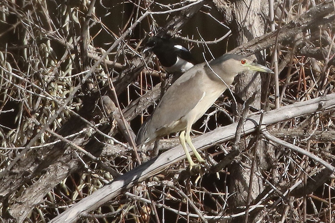 Black-crowned Night Heron - ML646322368
