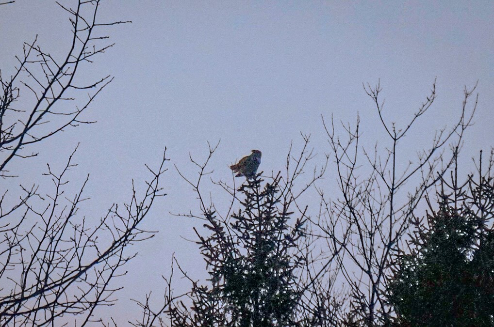 Great Horned Owl - ML646322370