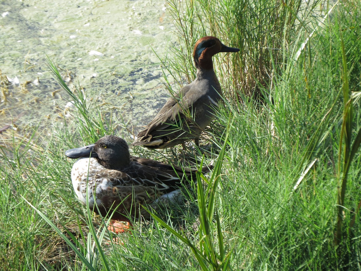 Green-winged Teal - ML646322371