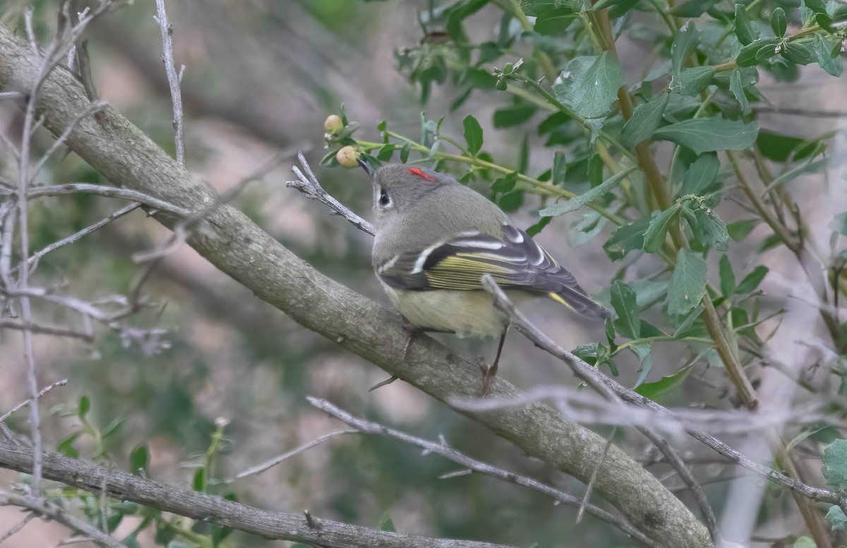 Ruby-crowned Kinglet - ML646322372
