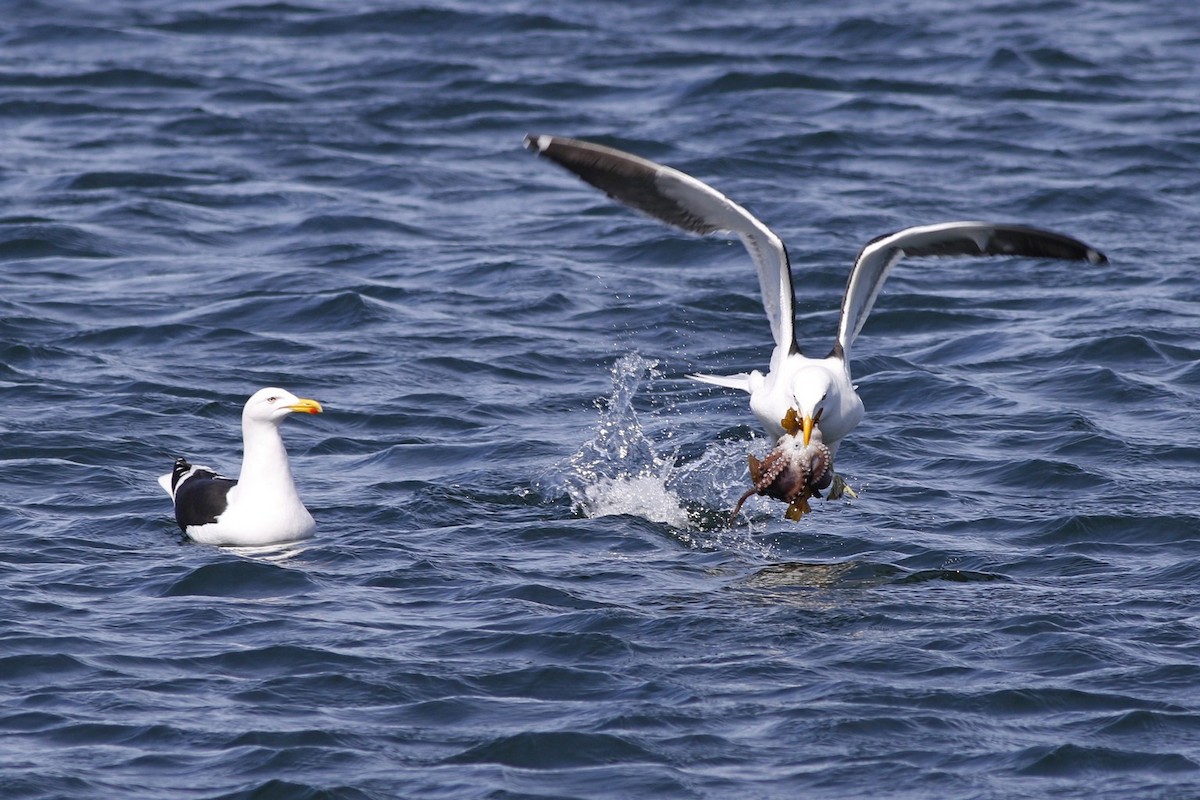 Kelp Gull - ML646322373