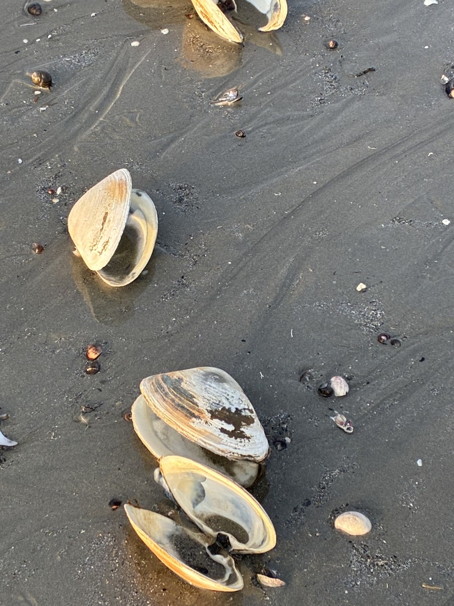 Animals - ML646322374