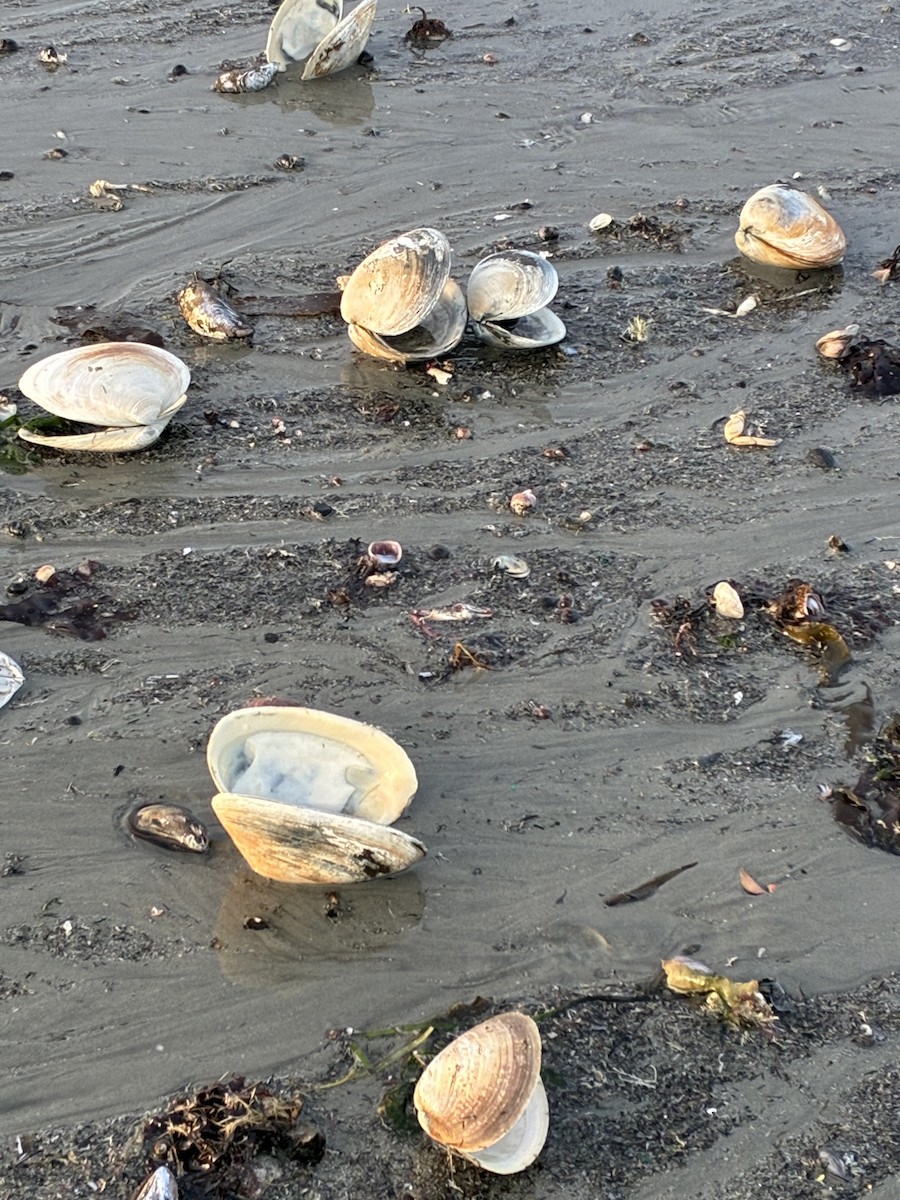 Animals - ML646322375