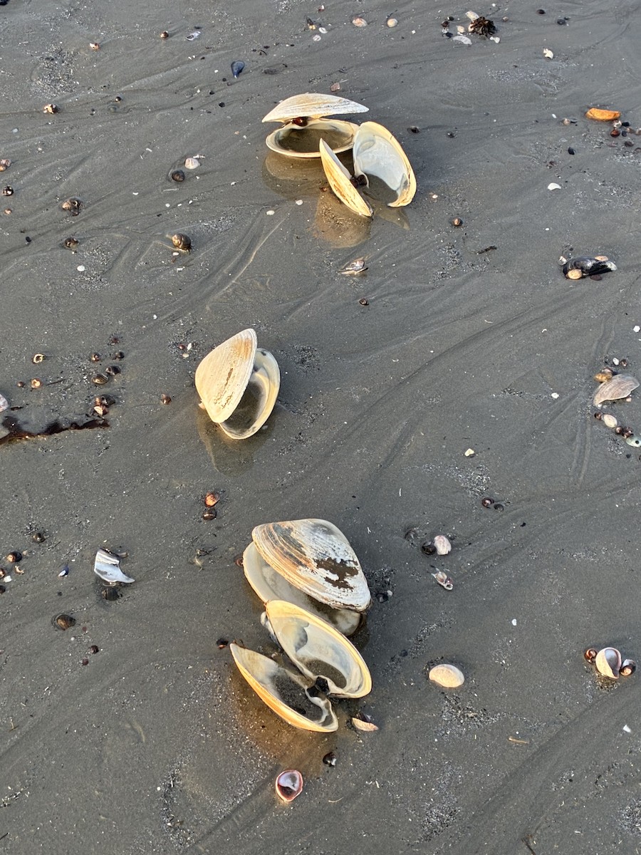 Animals - ML646322376