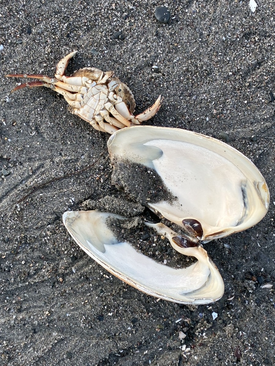 Animals - ML646322377