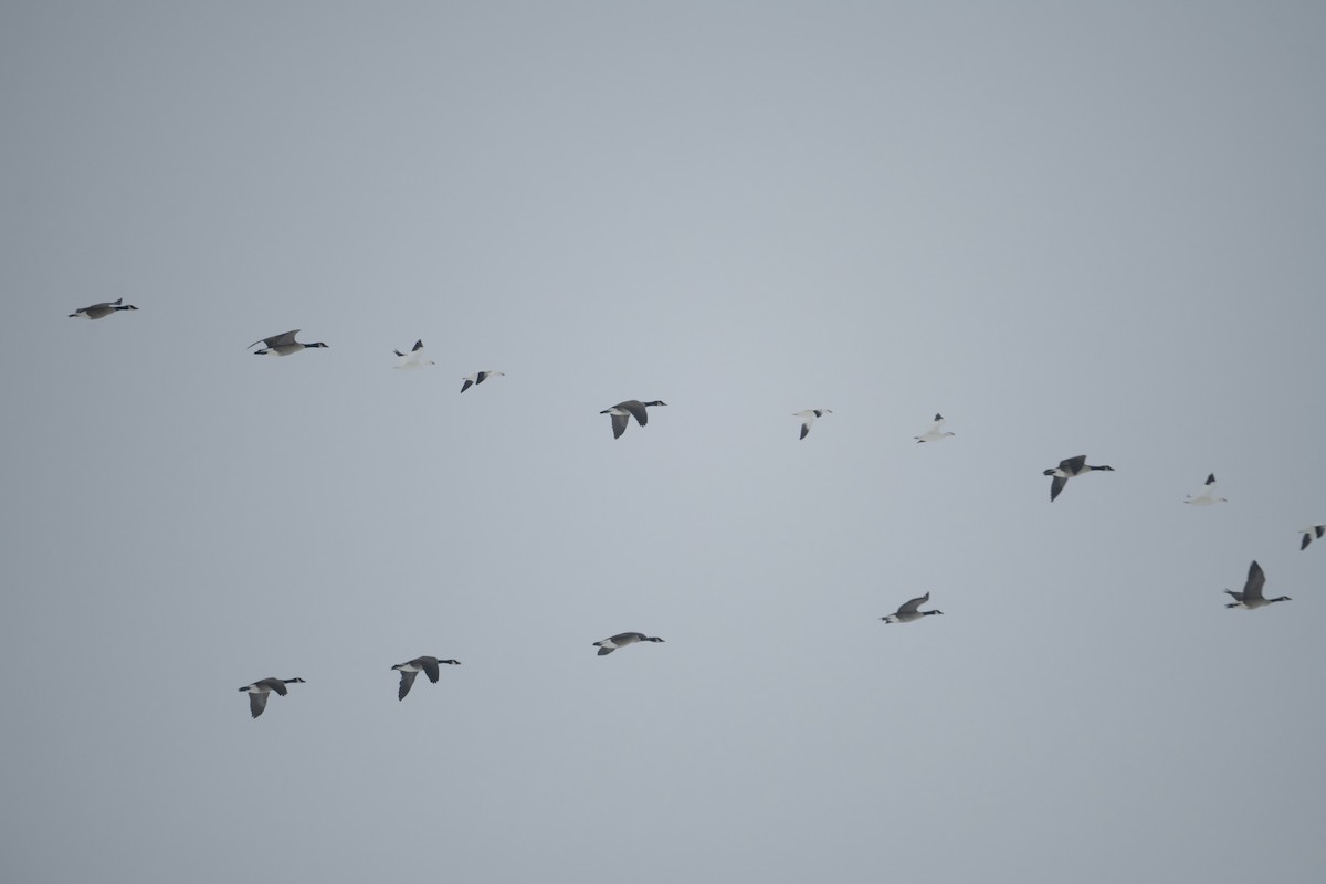 Snow Goose - ML646322379