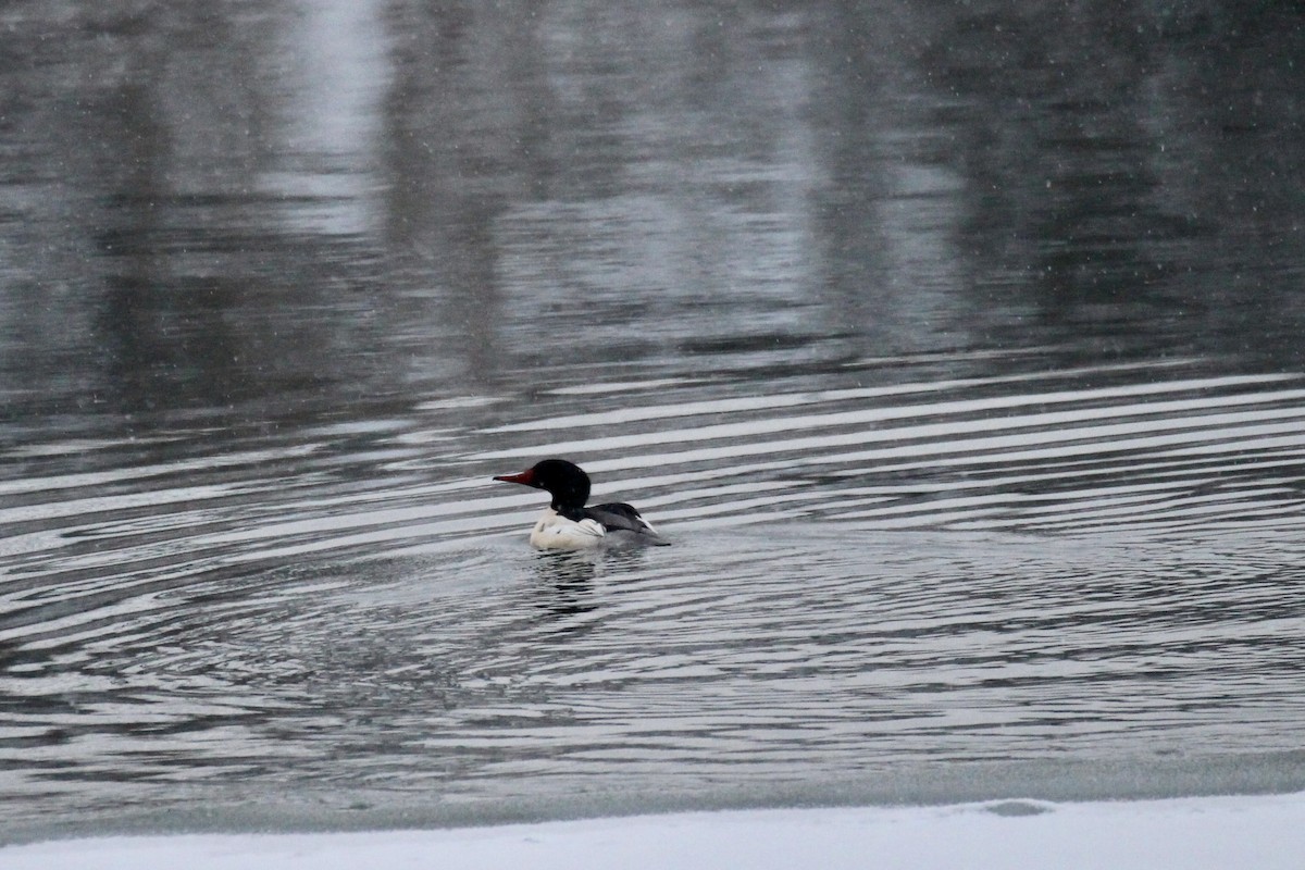 Common Merganser (North American) - ML646322380