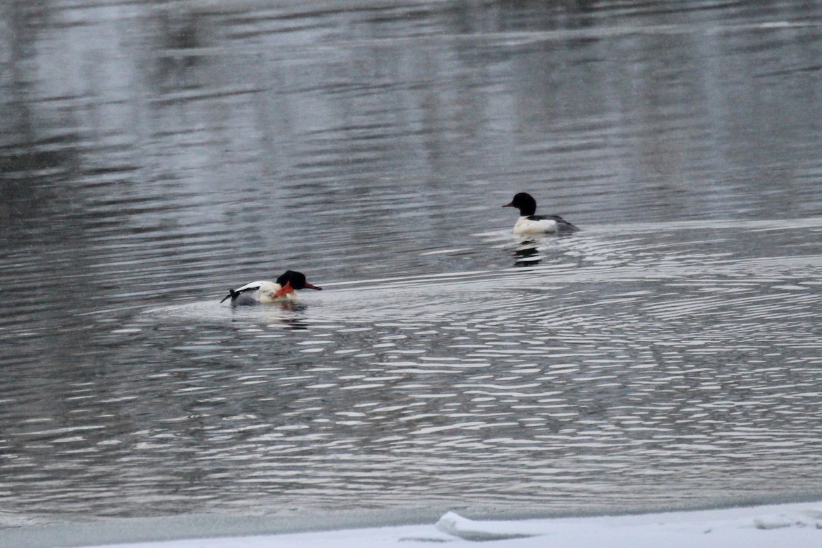 Common Merganser (North American) - ML646322381